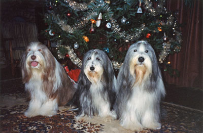 Three beardies bore the Christmas tree - Meggie, Megan and Smokey.